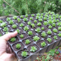 105 Black PS Plasticos Vegetable Seed Tray